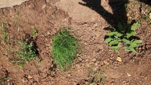 le piante aromatiche