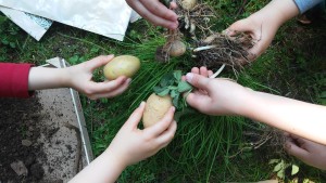 semina di patate